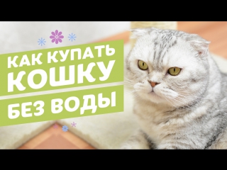 free сухой шампунь для кошек в виде спрея 8in1 perfect coat waterless shampoo hd