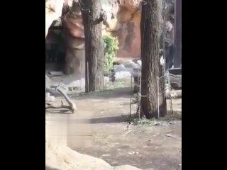 free горилла увидела милого ребёнка а потом принесла своего малыша и показала что любит его hd