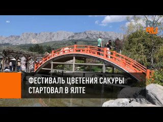 free фестиваль цветения сакуры стартовал в ялте hd