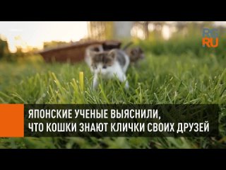 free японские ученые выяснили что кошки знают клички своих друзей hd