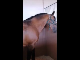 free видео от рай на земле у лошади на спине с hd