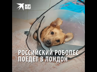 free о русской собачке монике прознала известная английская зоозащитница кейси hd
