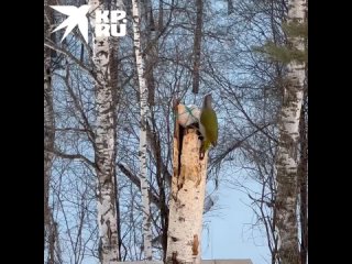 free сибирячка сняла седого дятла лакомившегося в парке обедом hd