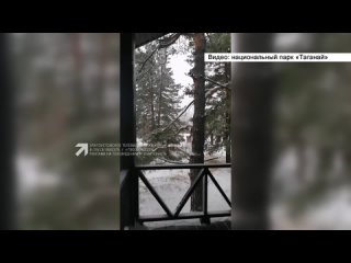 free белка и большой пёстрый дятел поспорили за место в очереди к кормушке на семибратке hd