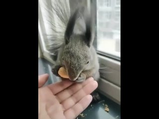 free она мне шишки таскает а я еи усняшки всякие покупаю какая же она милая при hd