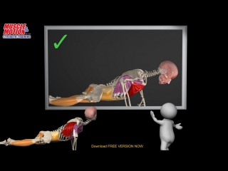 free how to do a proper push up watch the muscles in 3d learn to avoid a common mi hd