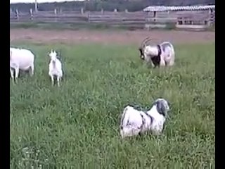 free долли решила поиграть с козами словно они большие белые молодые hd