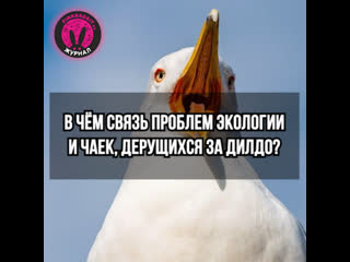 free в чём связь проблем экологии и чаек дерущихся за фаллоимитатор hd
