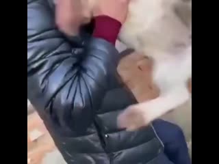 free не для слабонервных живодеры взорвали петарды в пасти щеночка и матери hd