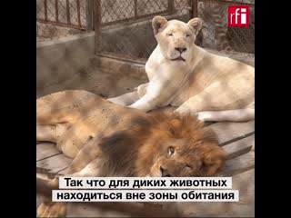 free домашние львы и тигры опасная модная тенденция в пакистане hd