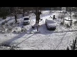 free стая бродячих молодые едва не загрызла женщину в орске hd