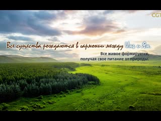 free китайская мудрость в изложении си цзиньпина серия 5 все существа рождаются в гармонии между инь и ян все живое hd