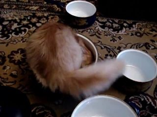 free кот котик котэ кастрюля прятки кот спрятался прикол смешно смех до слез ржака hd