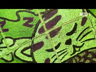 free спящие котики и рыбки появились на рисовом поле в таиланде hd