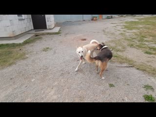 free гуляют арчик бланка маня и мальва hd