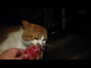free боря отдай булку милый но наглый и злой любитель булок hd