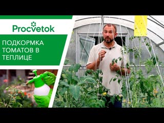 free элементы для сладости помидоров подкормка томатов во второй половине вегетации hd