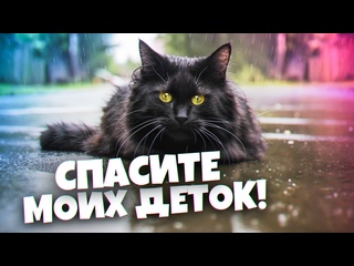 free беременная кошка просила людей о помощи вот что мы сделали sani vlog hd