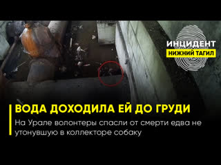 free на урале волонтеры спасли от смерти едва не утонувшую в коллекторе молодые hd