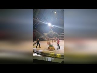 free в нижнем тагиле разъяренная обезьяна накинулась на ребенка прямо во время представления hd