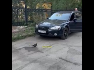 free в нижнем тагиле пьяная парочка устроила любовные разборки лишив всех соседей сна и отдыха hd