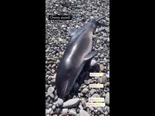 free мёртвых дельфинов чаще стали замечать на берегу чёрного моря hd