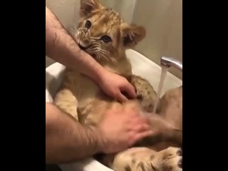 free водные процедуры для маленького царя зверей hd