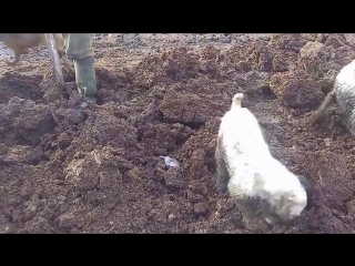 free огромные крысы и молодые секс ловят больших крыс ratting with terriers 18 hd