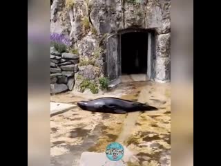 free туда сюда обратно мне весело приятно катаюсь развлекаюсь я сам с собой играю hd