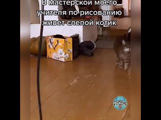 free ходит очень интересно лапка за лапку и будто через что то переступает хорошо хоть нюх острый по запахам ориентируется hd
