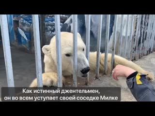 free он очень нежный и вежливый в пермском зоопарке рассказали историю белого медведя hd