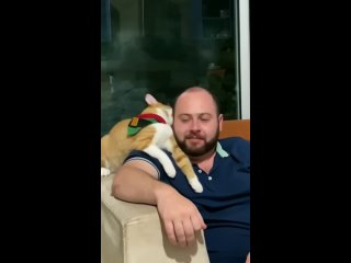 free сплошной ля мур эта кошечка настолько обожает своего хозяина что просто не может держать себя в лапках и её ласка hd