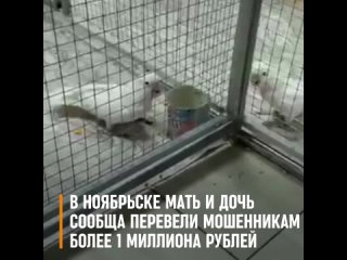 free в ноябрьске мать и дочь сообща перевели мошенникам более 1 миллиона рублей hd