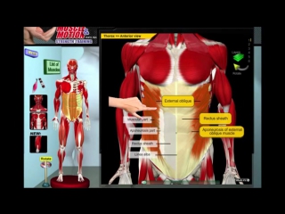 free биомеханика мышц молодые анатомия и 3d анализ упражнений hd