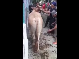 free а вот так делать не надо запомните на всю жизнь hd