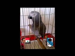 free сирия попугай является последователем башар аль асада hd