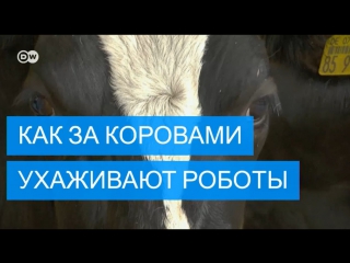 free сначала массаж потом молоко как роботы доят коров в германии hd