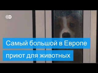 free берлин как работает крупнейший в европе приют для молодые hd