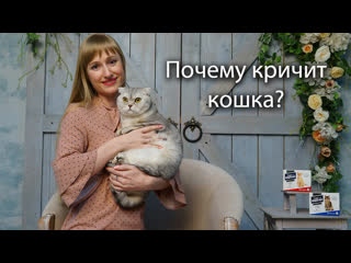 free почему кричит кошка возможные причины и способы успокоить питомца акция hd