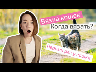 free вязка кошек когда вязать кошку с котом первый раз у кошки hd