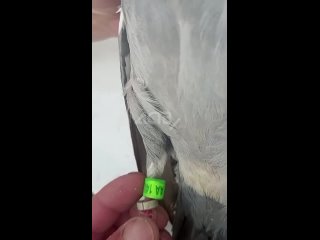 free японский почтовый голубь прилетел в сахалинское село hd