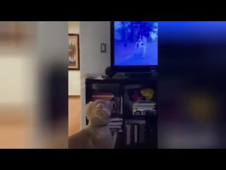 free пёс не может понять откуда молодые появляются в телевизоре hd