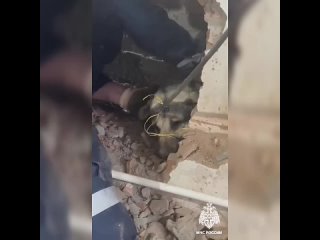 free спасатели в грозном разобрали стену чтобы достать застрявшего между двумя магазинами пса hd