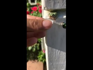 free лягушки не глотают воду всю необходимую влагу они получают через кожу через которую они и пьют и дышат hd