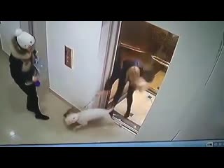 free жесткое видео из украины в одессе в лифте многоэтажки бойцовская молодые загрызла шпица hd