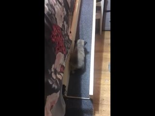 free малышка рози хотела забираться на кровать к своим хозяевам поэтому они соорудили для нее пандус для щенков hd