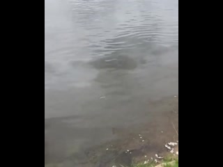 free сидели с дедушкои на рыбалке с 9 часов утра наблюдали за этои картинои обидно за природу ока раион константиново hd