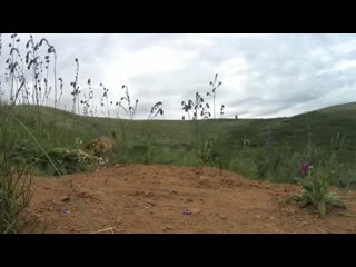 free сурок это большой суслик поднял лапку на камеру но вовремя одумался hd