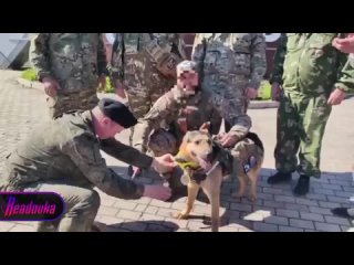free ты самый лучший пес в мире хвостатого бойца русской армии по кличке бандит наградили именной медалью псу бандиту hd