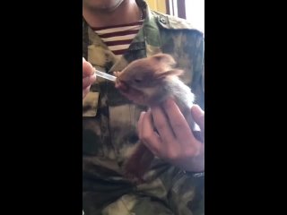 free милоты вам в ленту российские бойцы нашли у себя на позициях бельчонка ребята приютили его у себя и выкармливают hd